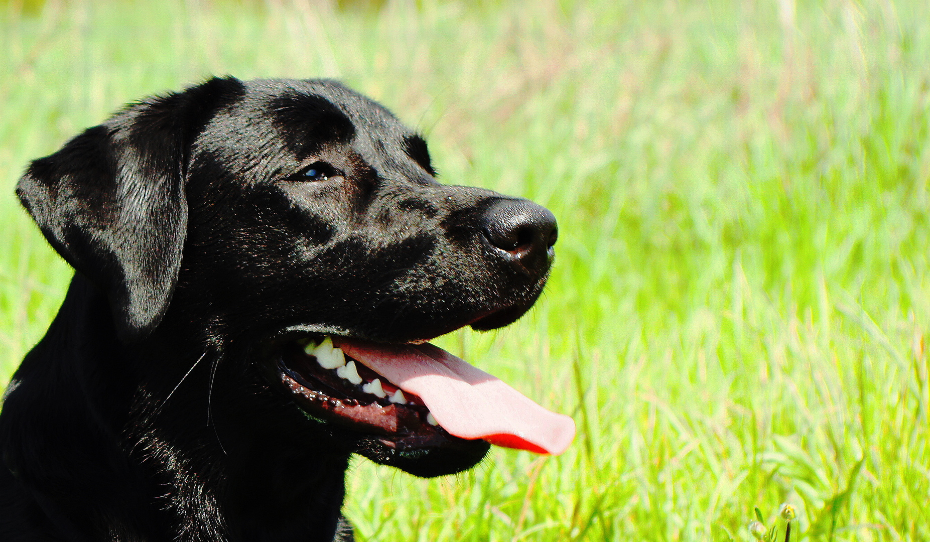 "The Black Beauty Dog"