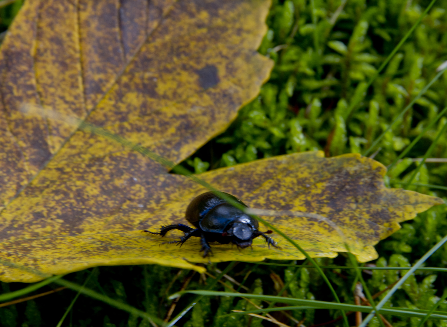 The black beetle