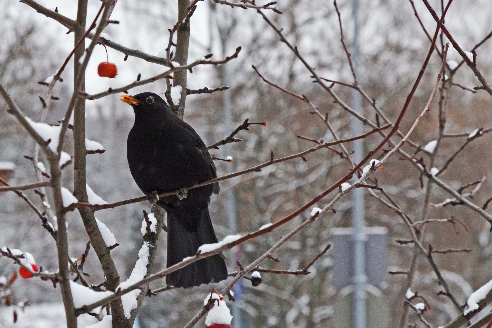 The black bird