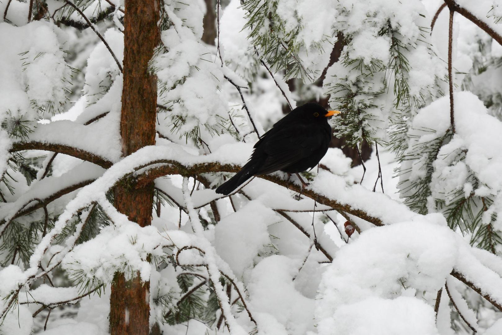 The black bird on wintry park