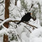 The black bird on wintry park