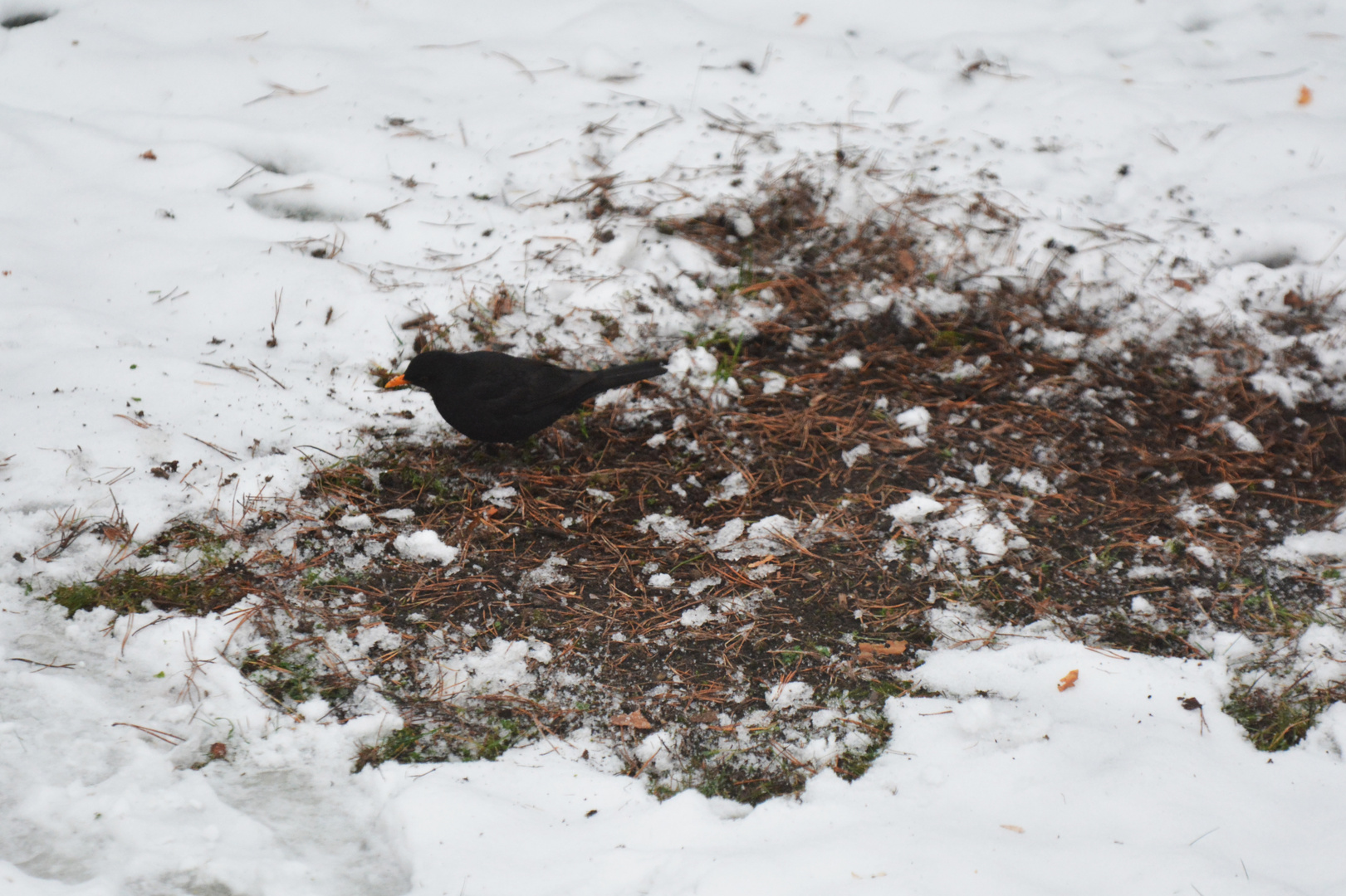 The black bird try find food from under snow