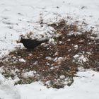 The black bird try find food from under snow