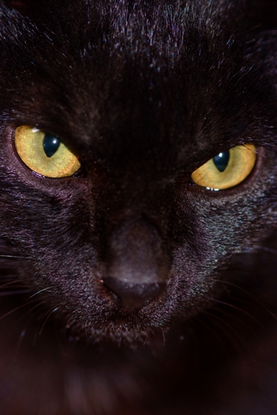 the black cat