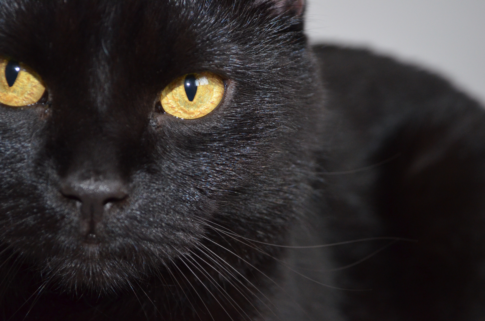 the black cat.