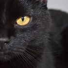 the black cat.