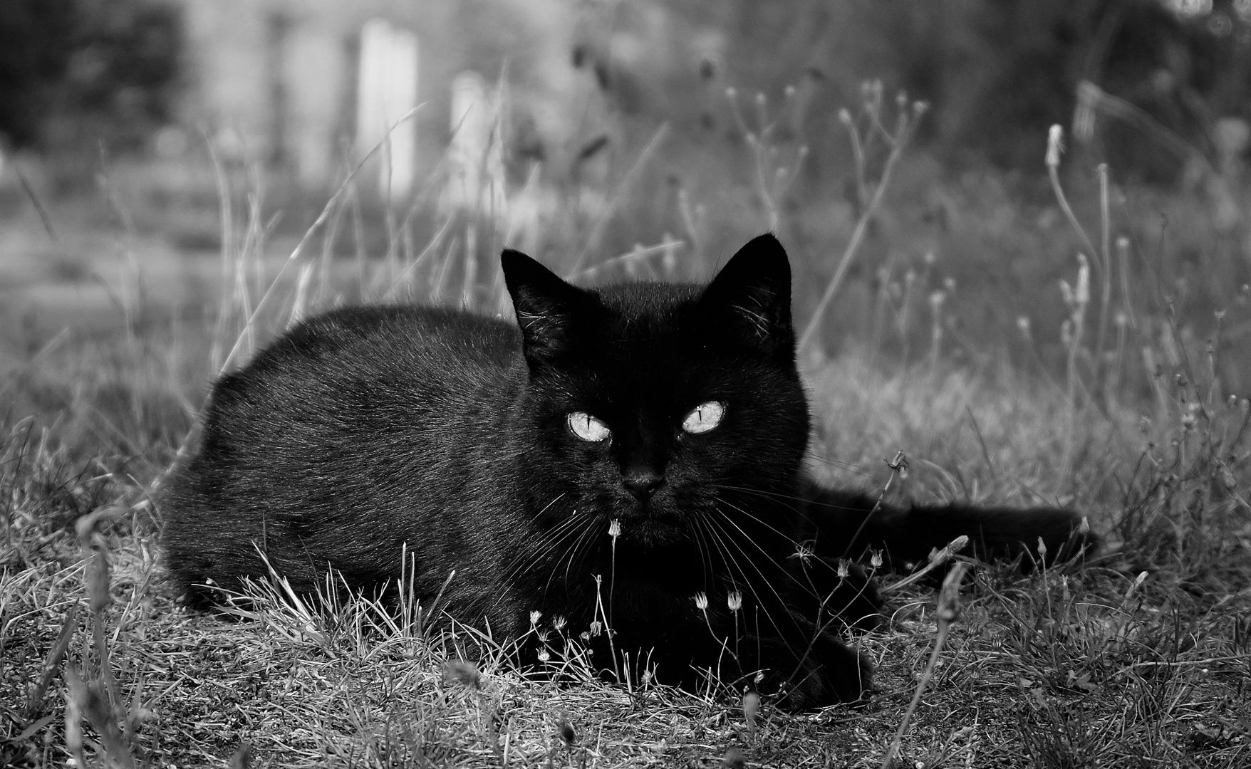 The Black Cat