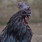 The Black Cock