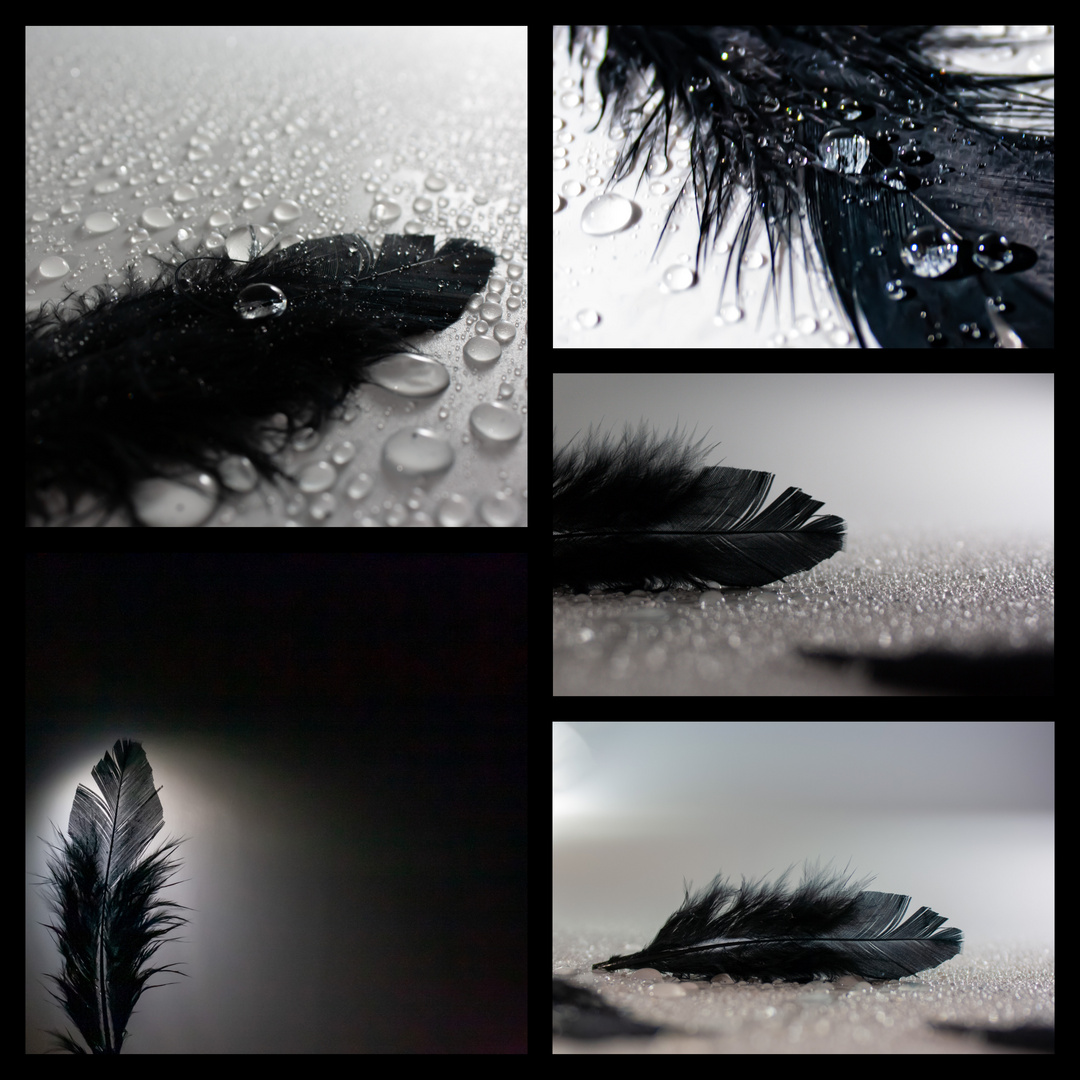 The Black Feather