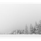 The Black Forest covered in snow