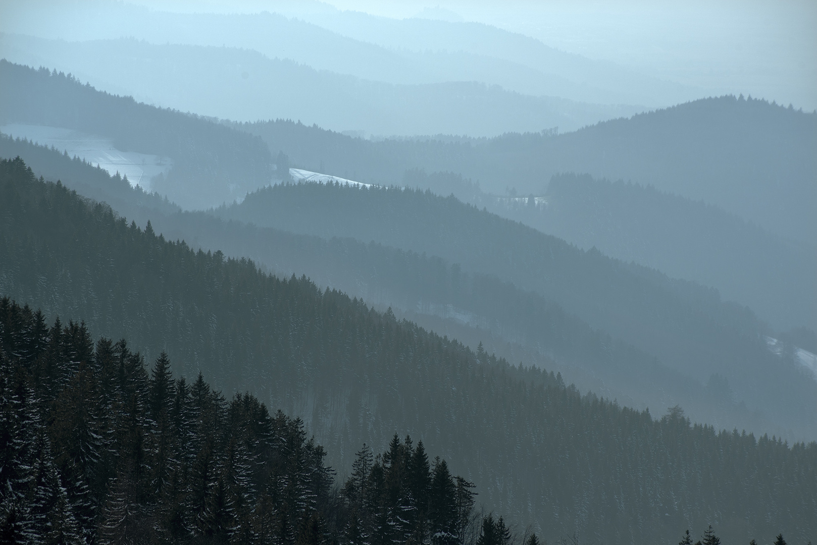 the Black Forest