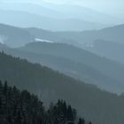 the Black Forest