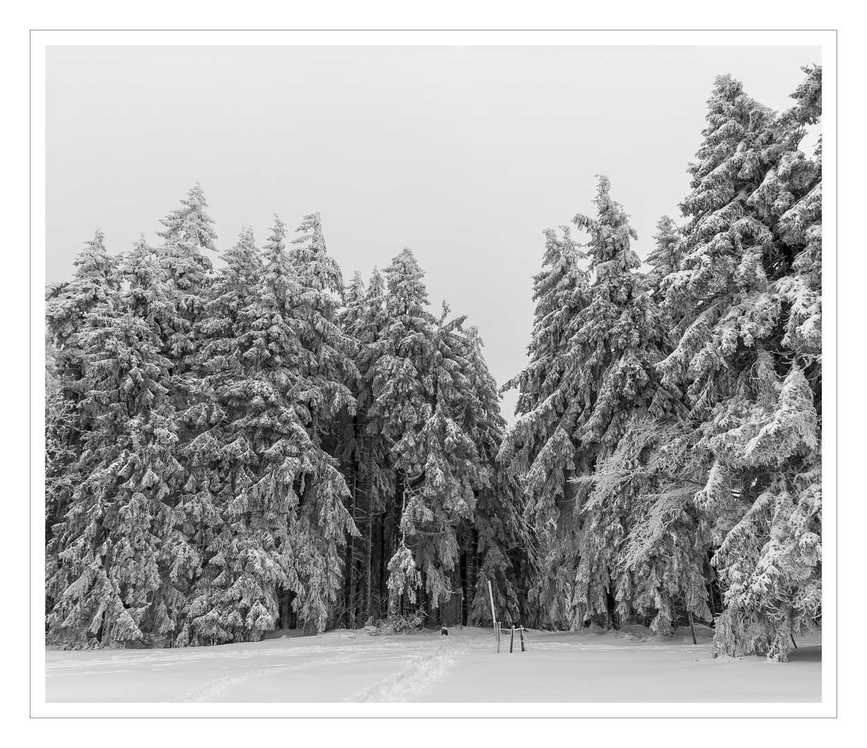 The Black Forest in winter