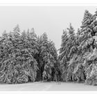 The Black Forest in winter