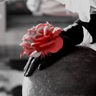 the black hand and red rose