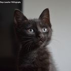 The Black Kitten