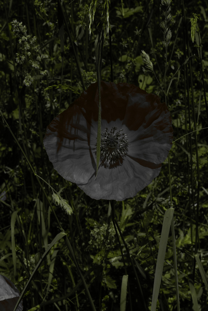 The black Mohn