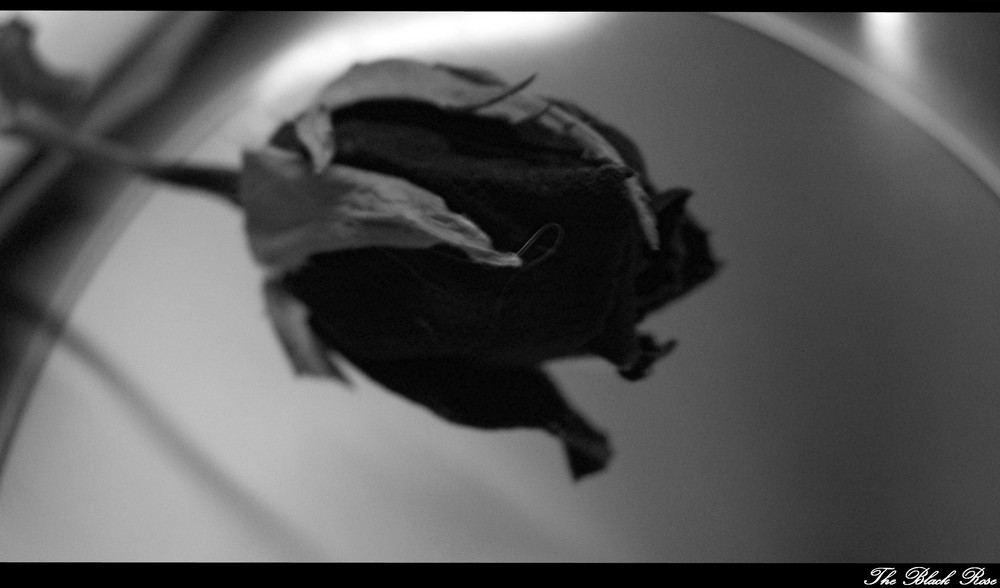 The Black Rose.....