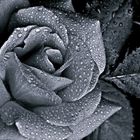 The Black Rose