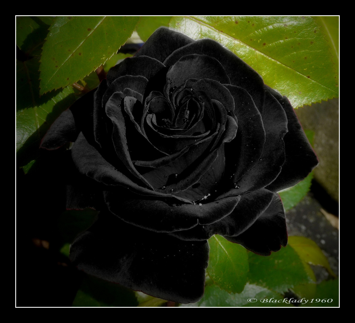 The black rose