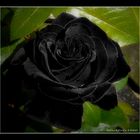 The black rose