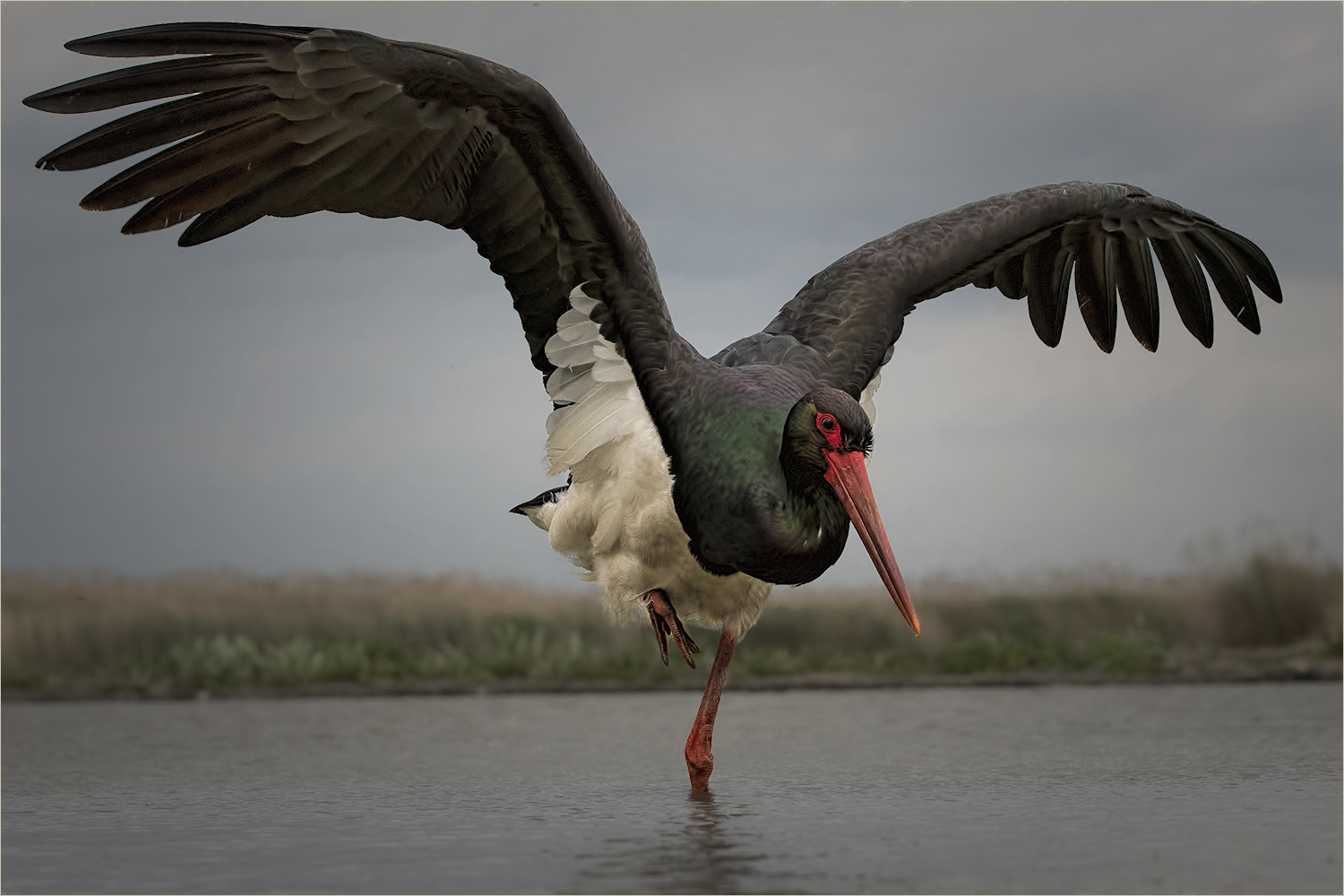 the black stork has landed