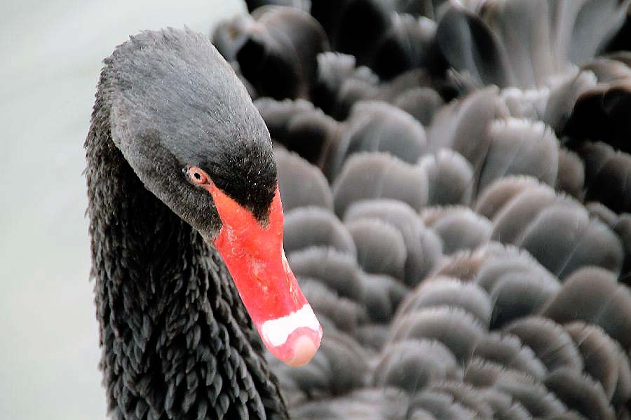...the black swan...