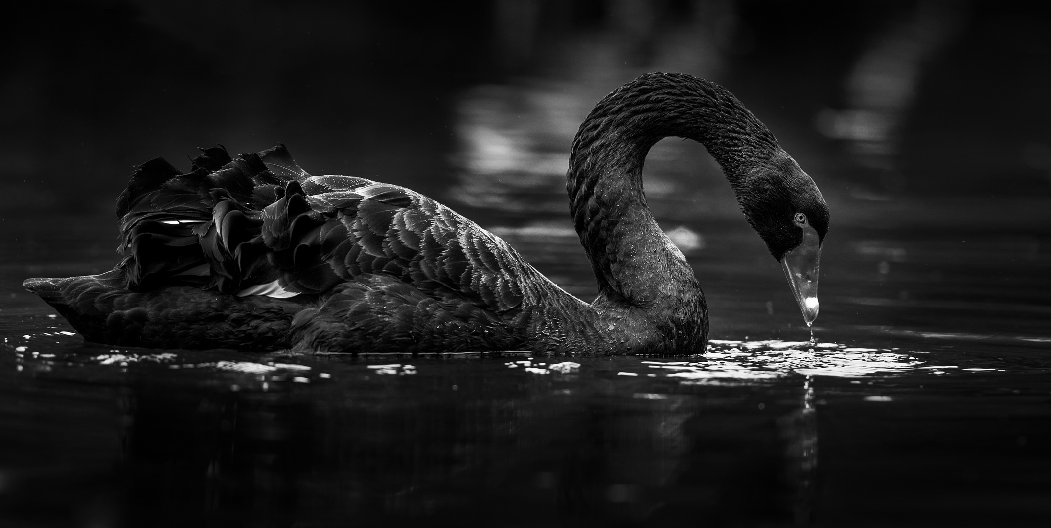 The Black Swan