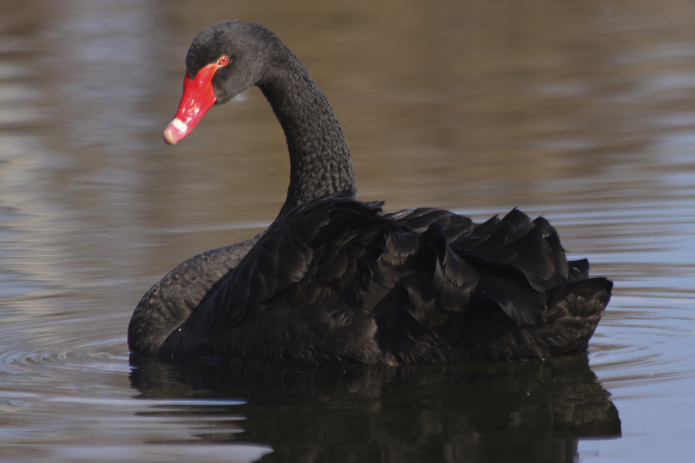 The black swan