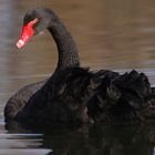 The black swan