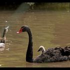 The Black Swan