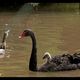 The Black Swan