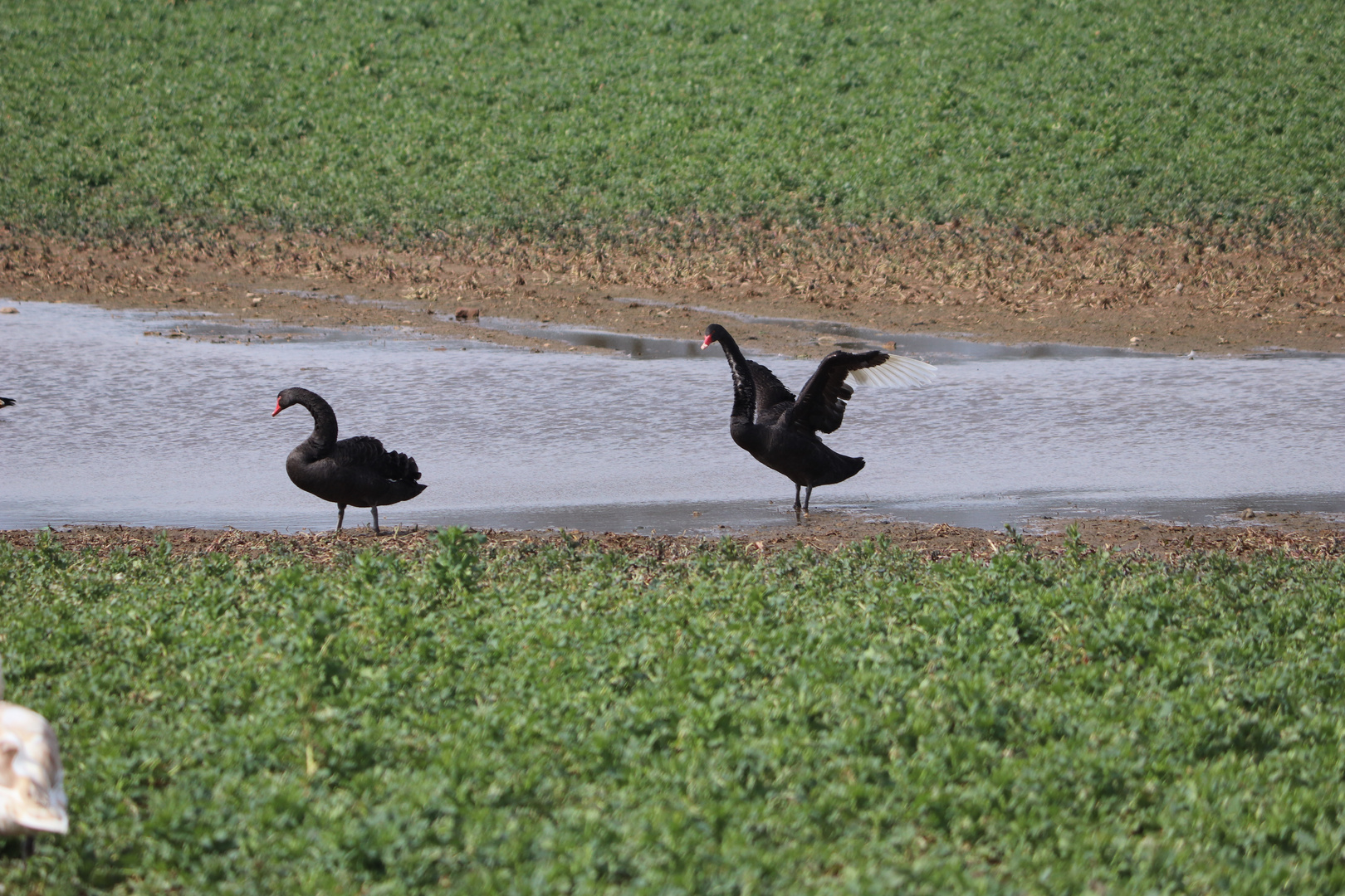 The black swan....