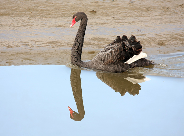 The Black Swan