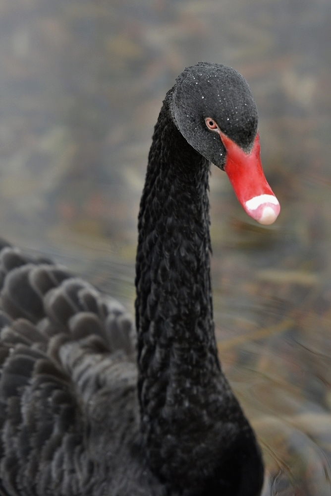 *the black swan*