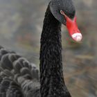 *the black swan*