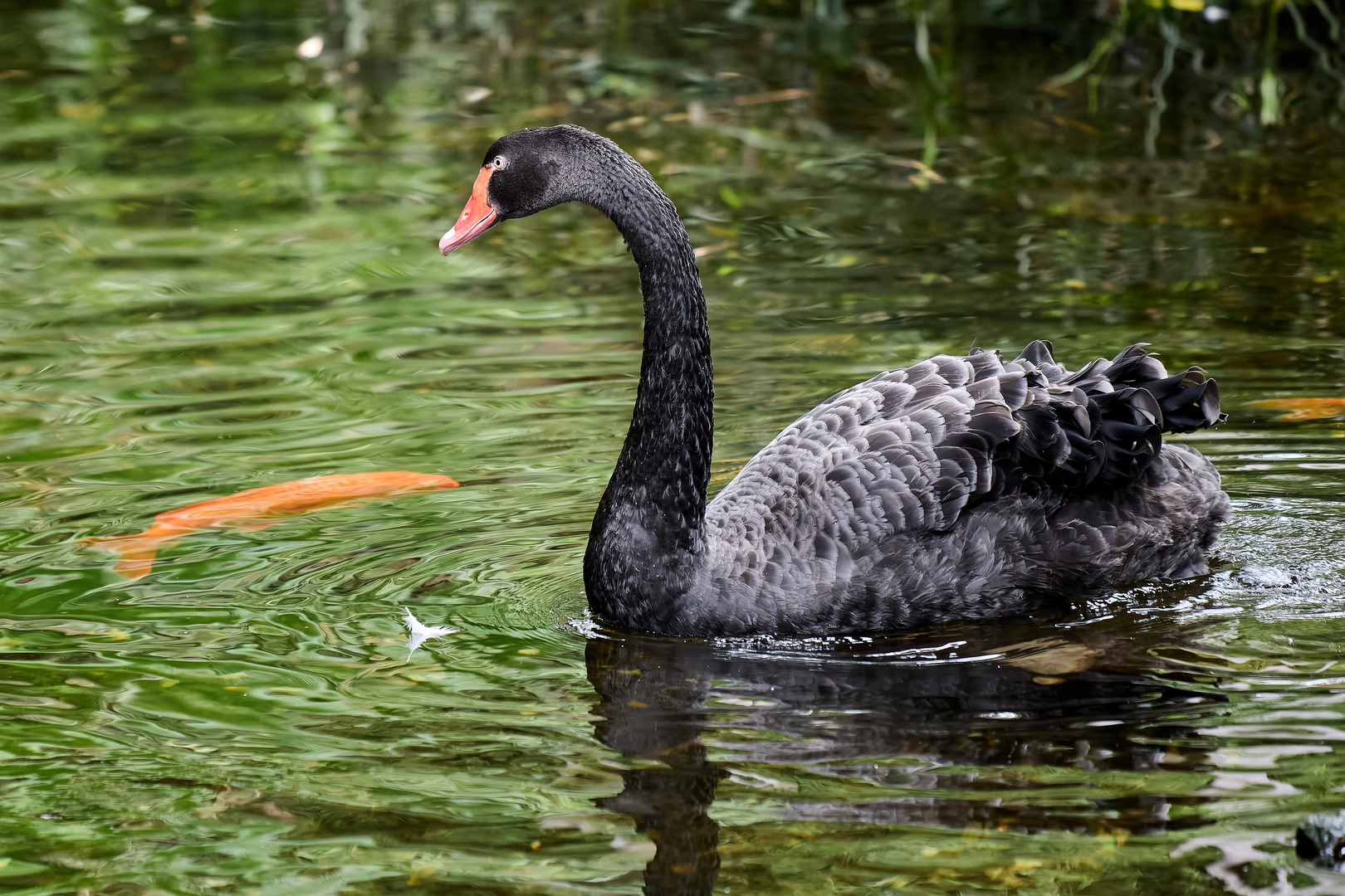 The black swan (der schwarze Schwan)