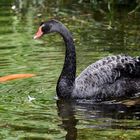 The black swan (der schwarze Schwan)