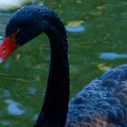 The Black Swan