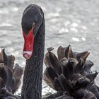 The black swan II