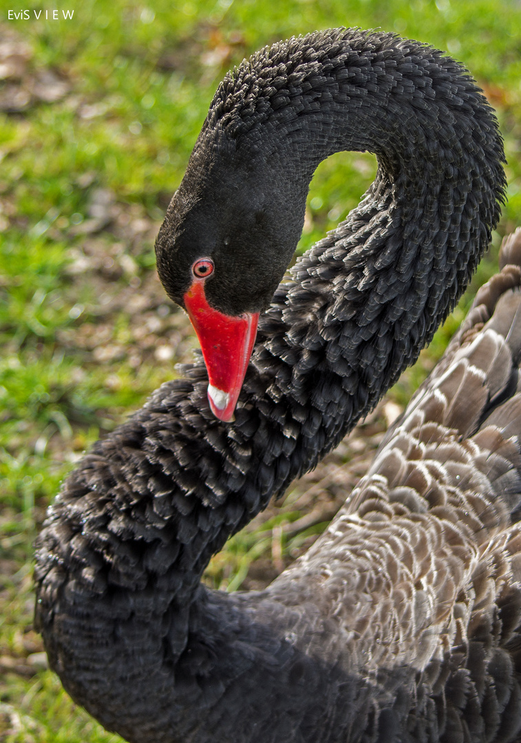 The black swan III