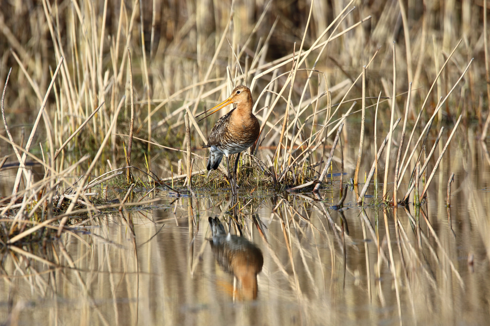 The black-tailed godwit (Limosa limosa)