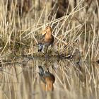 The black-tailed godwit (Limosa limosa)