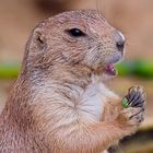 The Black-tailed prairie dog