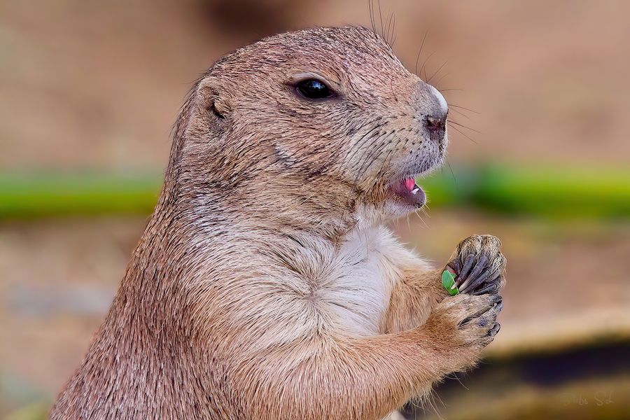 The Black-tailed prairie dog