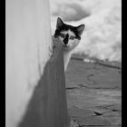 The Black& White Cat