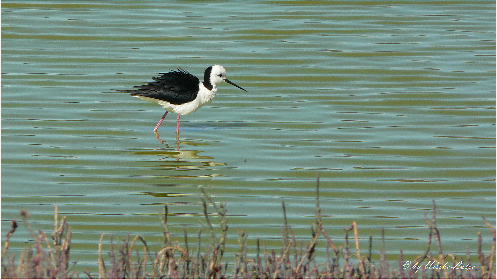 ** The Black-winged Stilt **