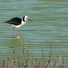 ** The Black-winged Stilt **