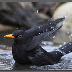 The blackbird bath