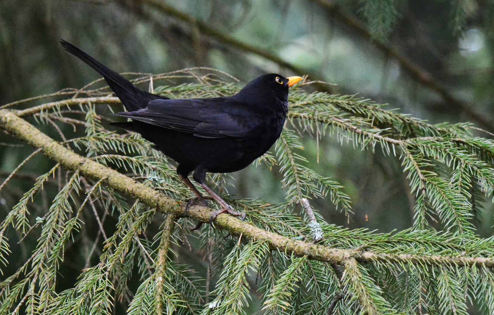 The blackbird